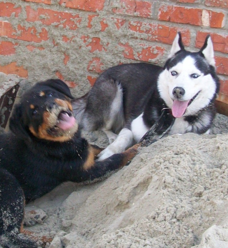 Помесь ротвейлера и хаски