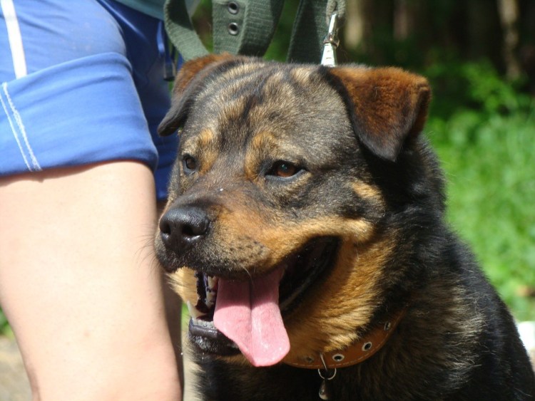 Метис ротвейлера и немецкой овчарки