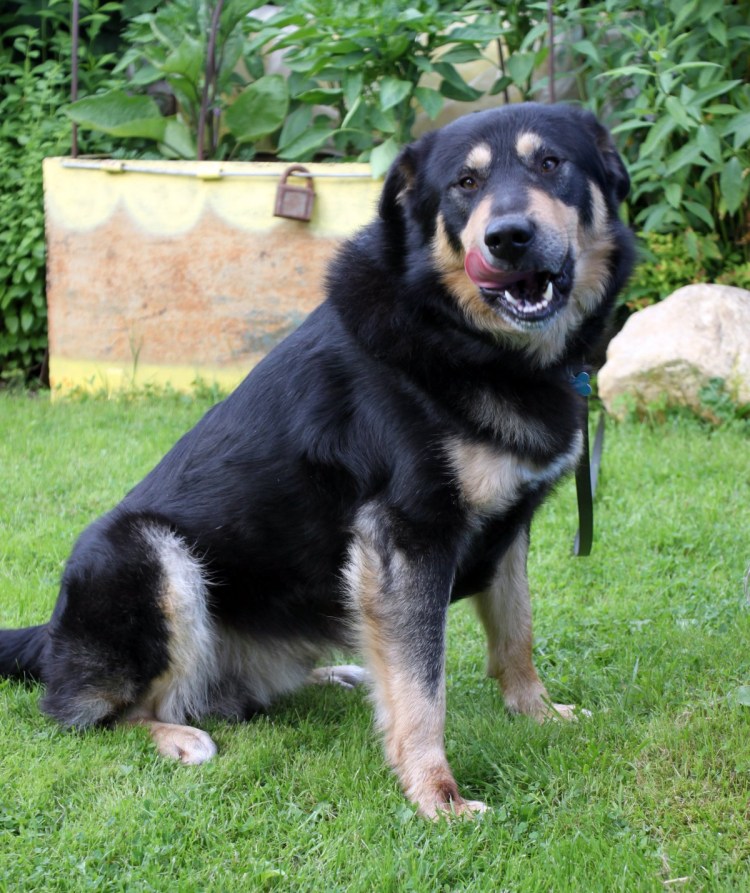 Помесь ротвейлера и хаски