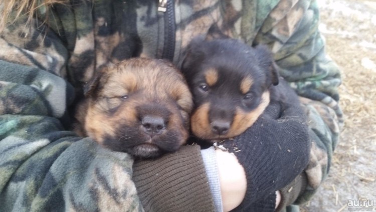 Щенки метиса алабая и ротвейлера