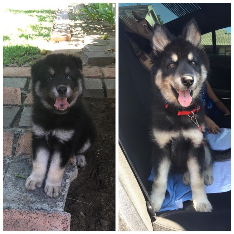 Метис ВЕО И хаски