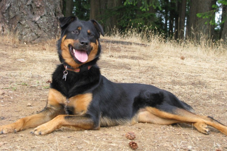 Помесь овчарки и ротвейлера