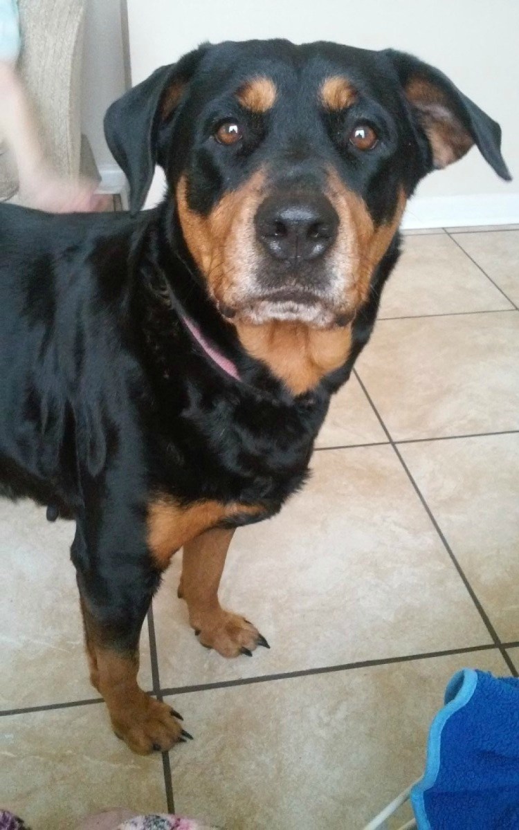 Метис ротвейлера и лабрадора