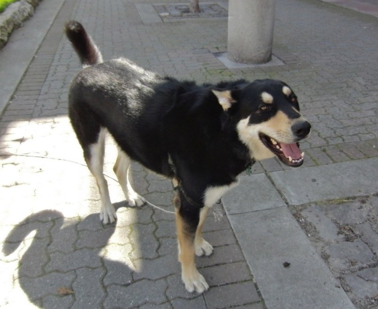 Half Husky half Rottweiler