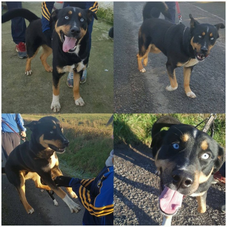 Метис хаски и ротвейлера