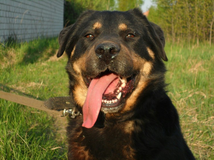 Порода Малховер