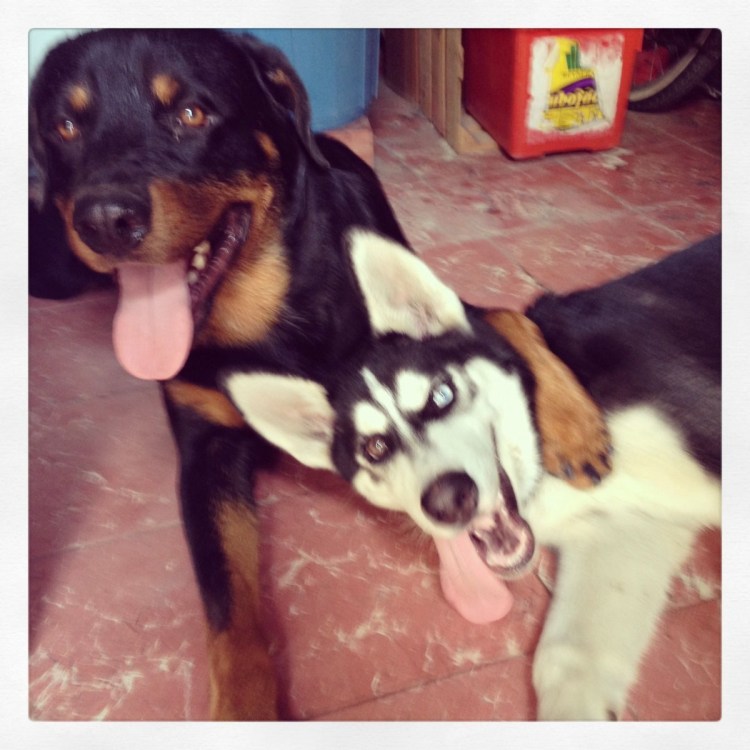 Босерон и хаски