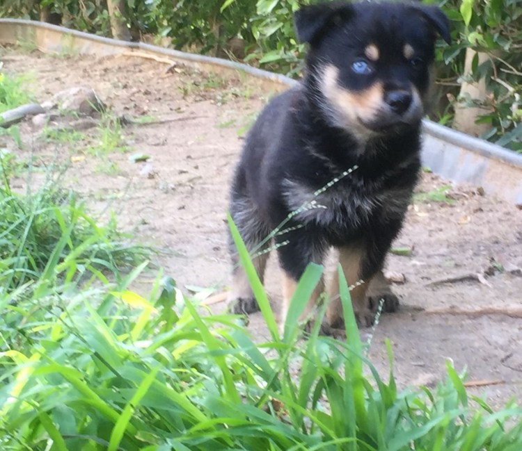 Метис ротвейлера и лайки