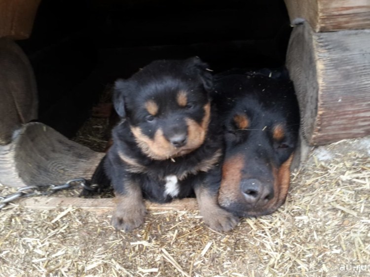 Щенки метисы ротвейлера