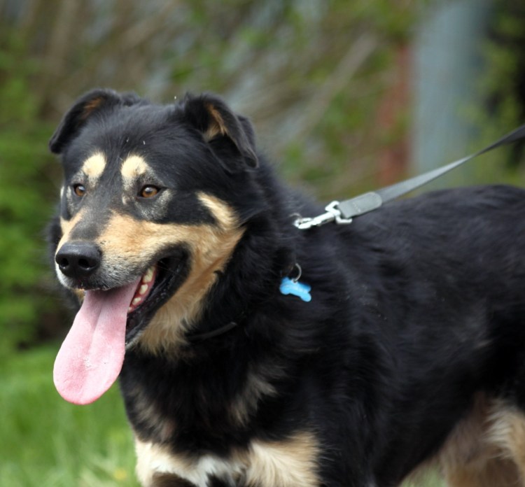 Метис овчарки и ротвейлера