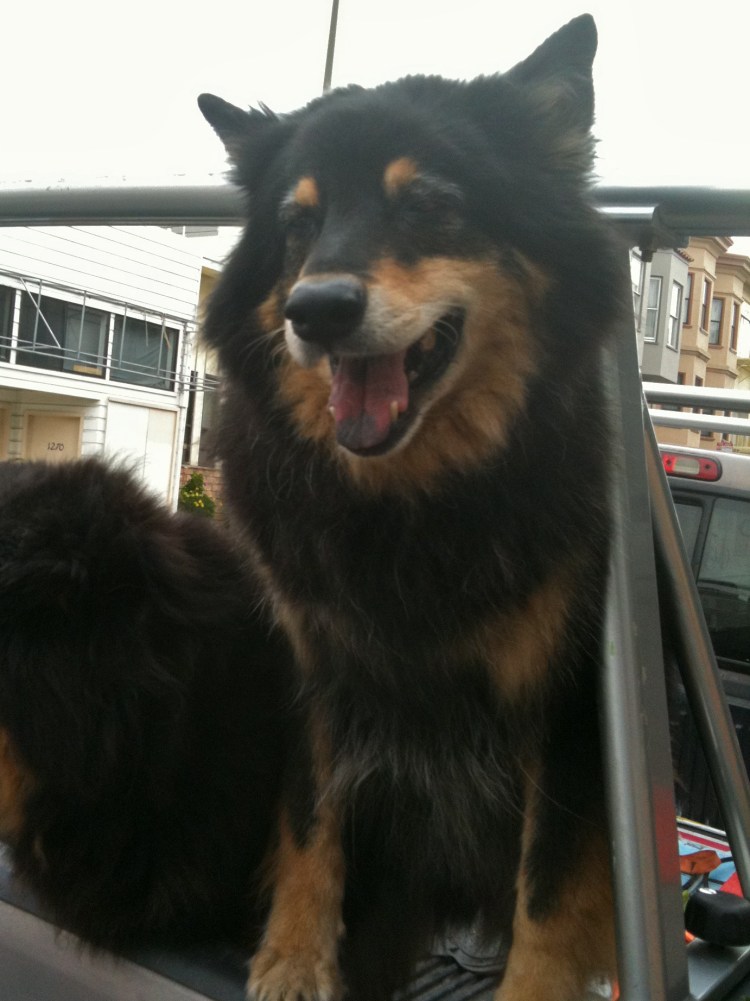 Чау чау и ротвейлер