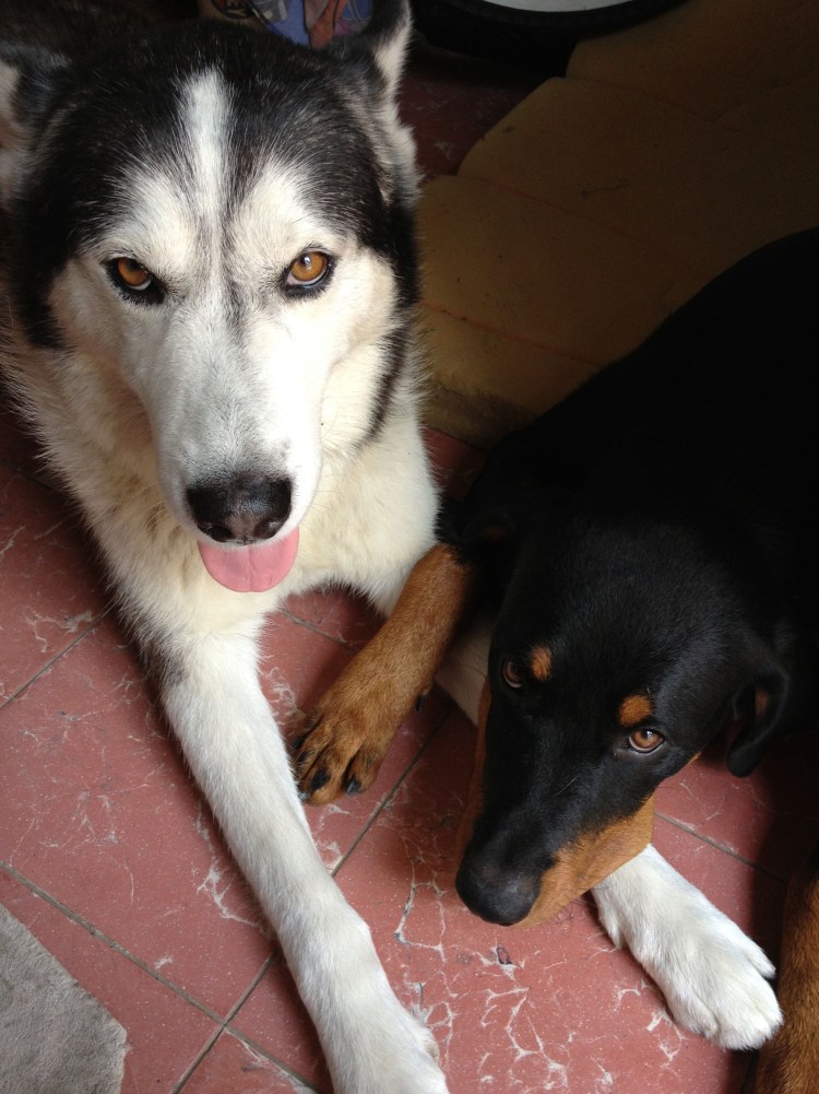 Метис хаски и ротвейлера