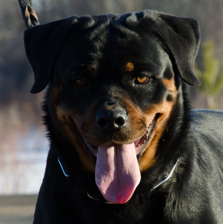 Золотистый ротвейлер