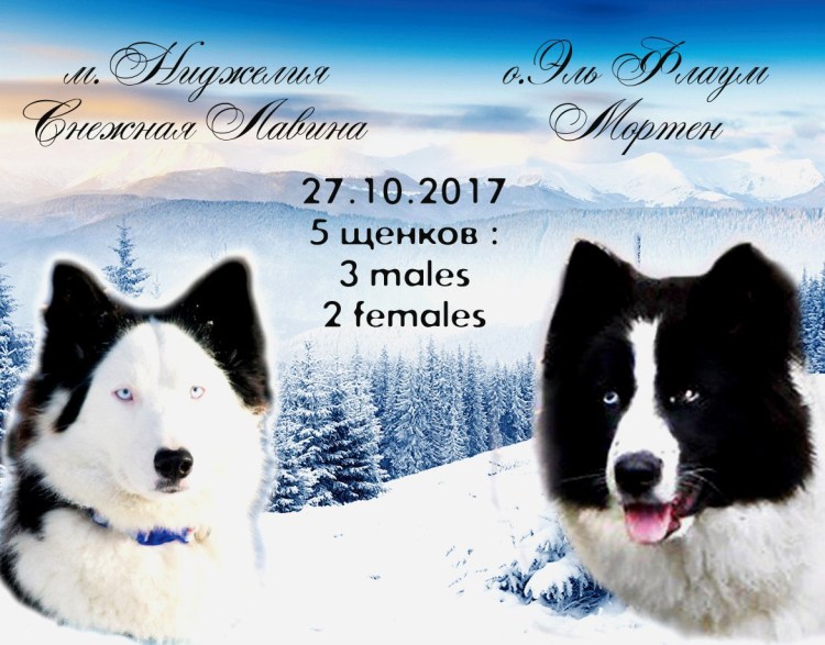 Якутская лайка презентация