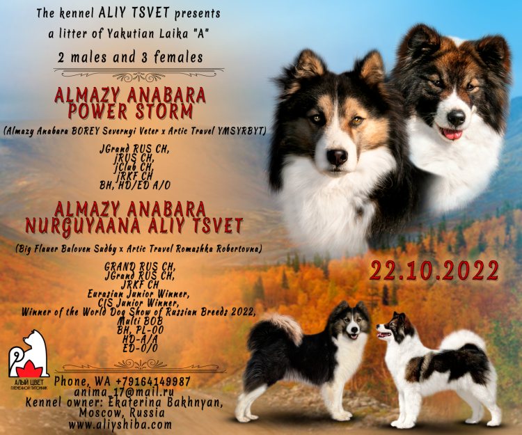 Ямал Якутская лайка