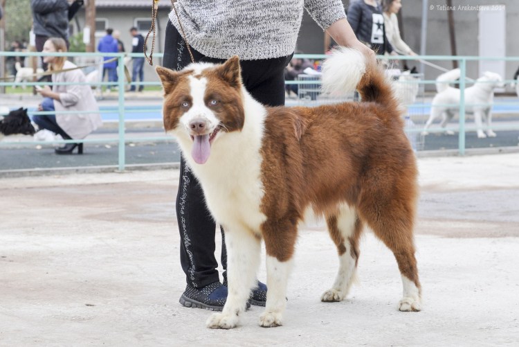 Выставка собак Сириус