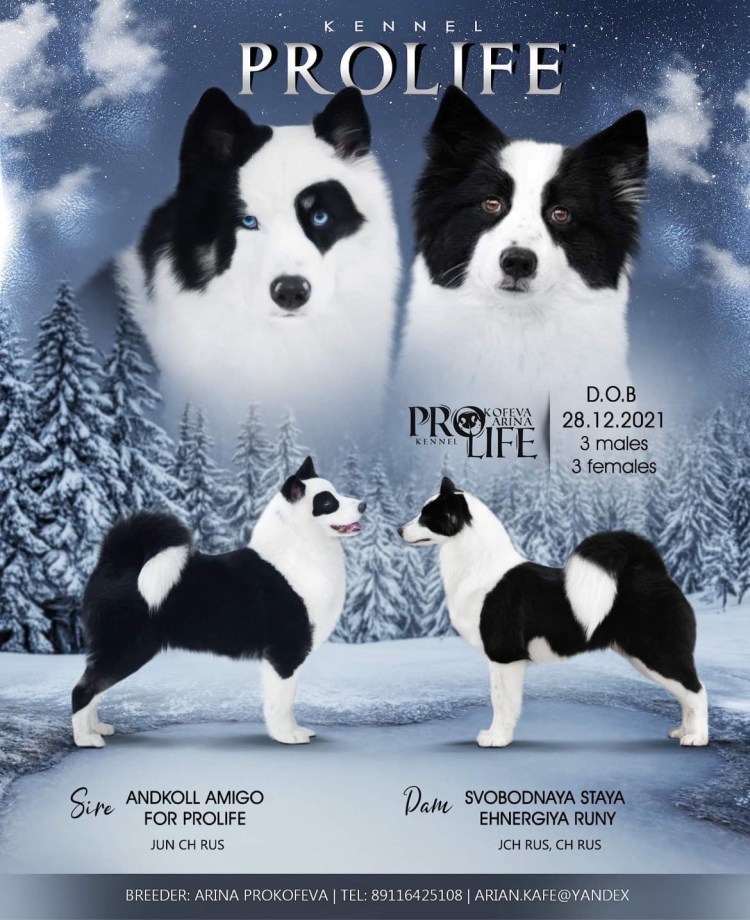 Якутская лайка в стойке