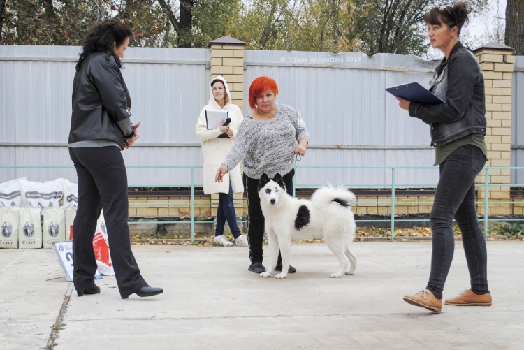 Якутская лайка голубоглазая