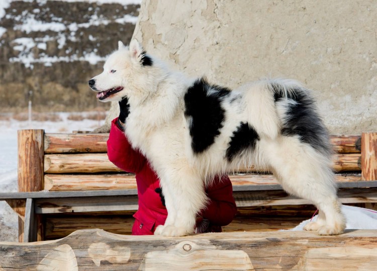 Якутская лайка