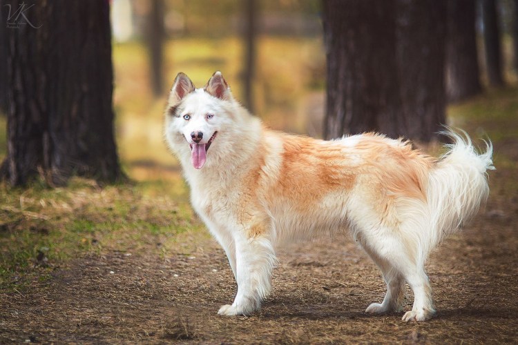 Евразия выставка собак логотип
