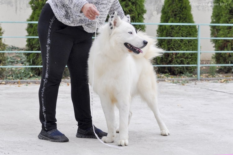 Порода Якутская лайка