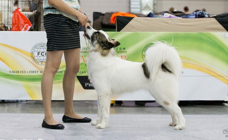 Самоед и Якутская лайка