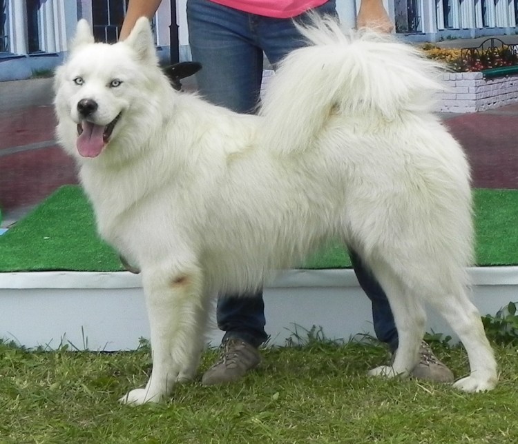 Самоедская лайка ездовая