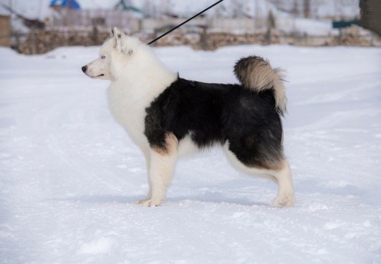 Якутская лайка в упряжке