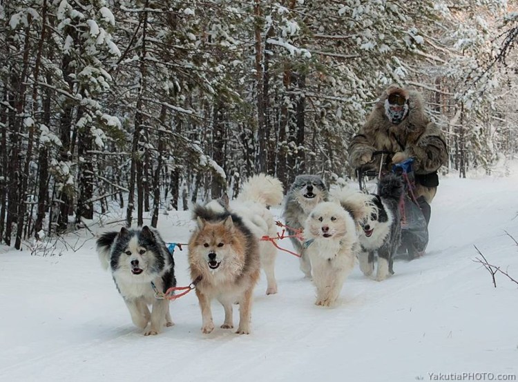 Монопородная выставка ВСЛ 2013гг