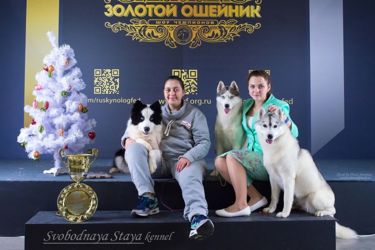 Выставка Якутская лайка