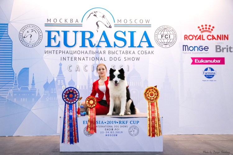 Собака Якутская лайка