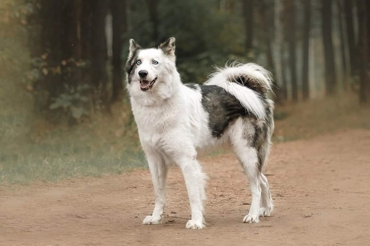 Якутская лайка питомник