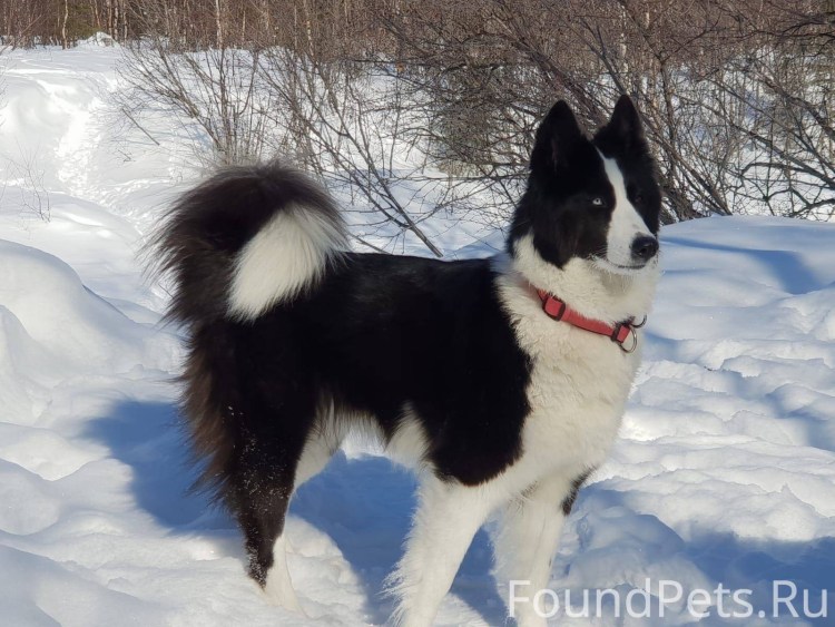 Якутская лайка стандарт породы