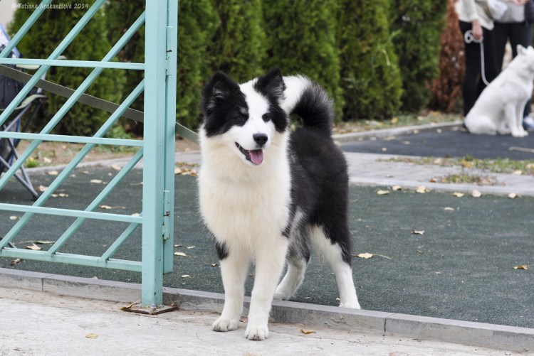 Якутская лайка