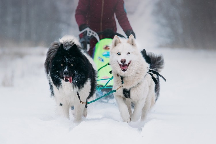 Якутская лайка в упряжке