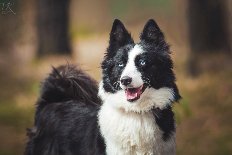 Аборигенные лайки Якутии