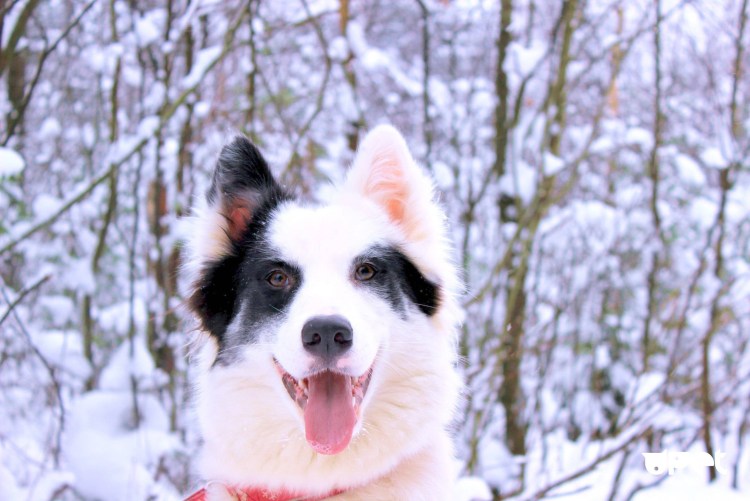 Евразия 2022 выставка собак фото