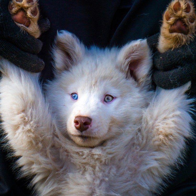 Чистокровные якутские лайки щенки