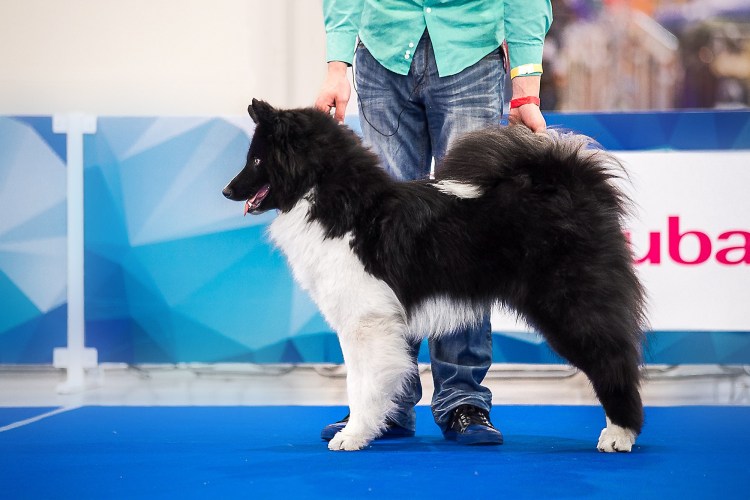 Якутская лайка родословные