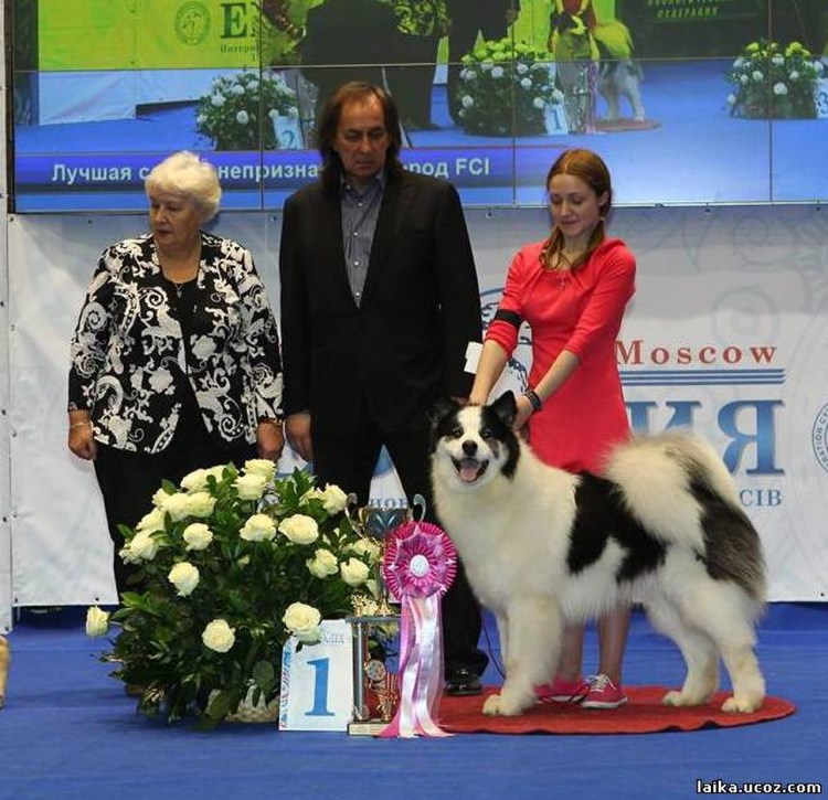 Якутская лайка в стойке