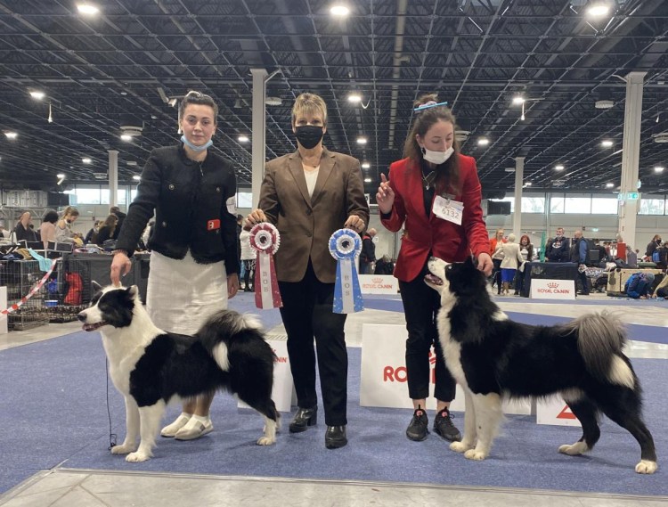 Венгрия eds 2021 + CACIB фото с выставки