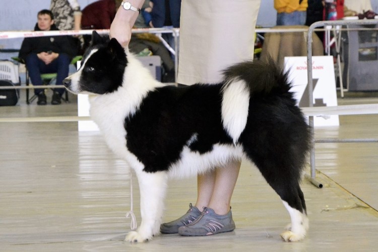 Якутская лайка короткошерстная