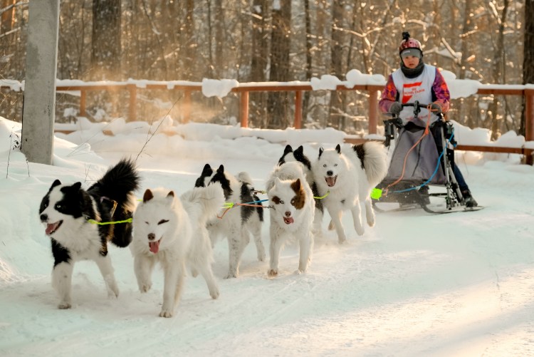 Якутская лайка щенки 2 месяца