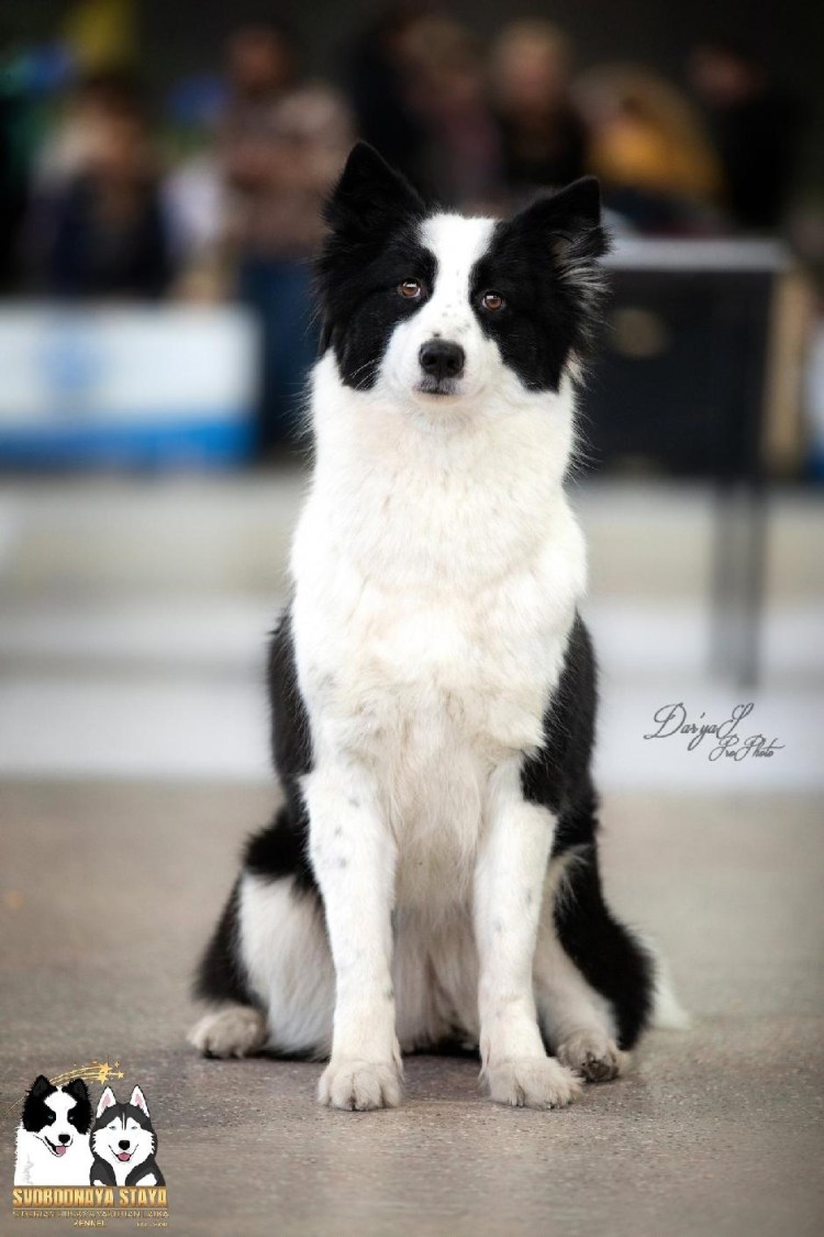 Айс Якутская лайка дед Мороз