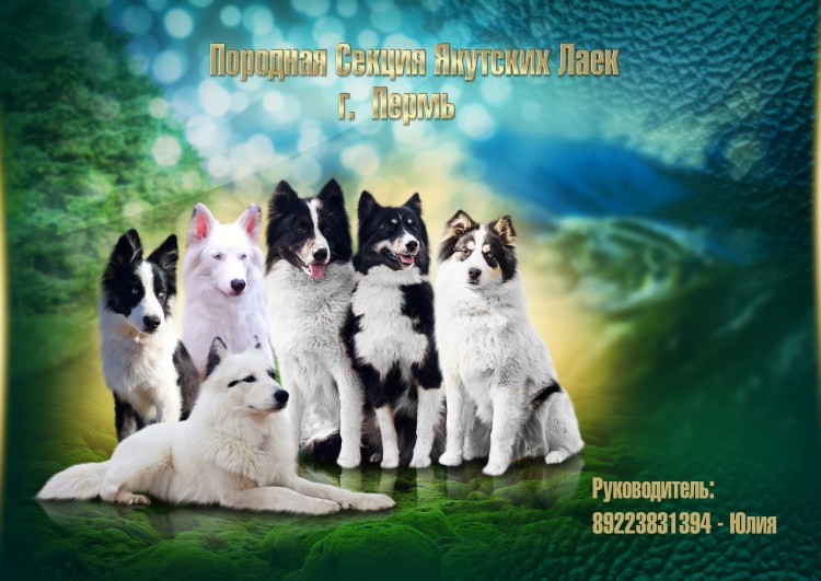 Якутская хаски