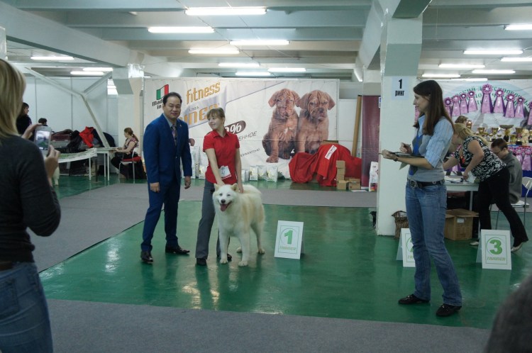 Порода Якутская лайка