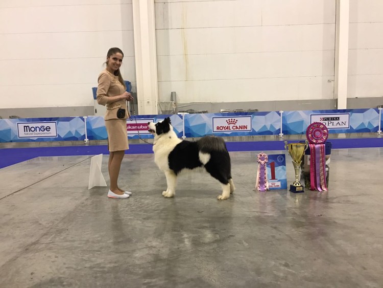 Выставка лаек Якутск