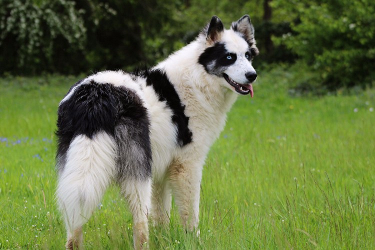 Шоу хаски на выставке