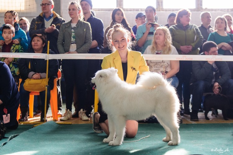 Выставка собак Сыктывкар 2022 фото