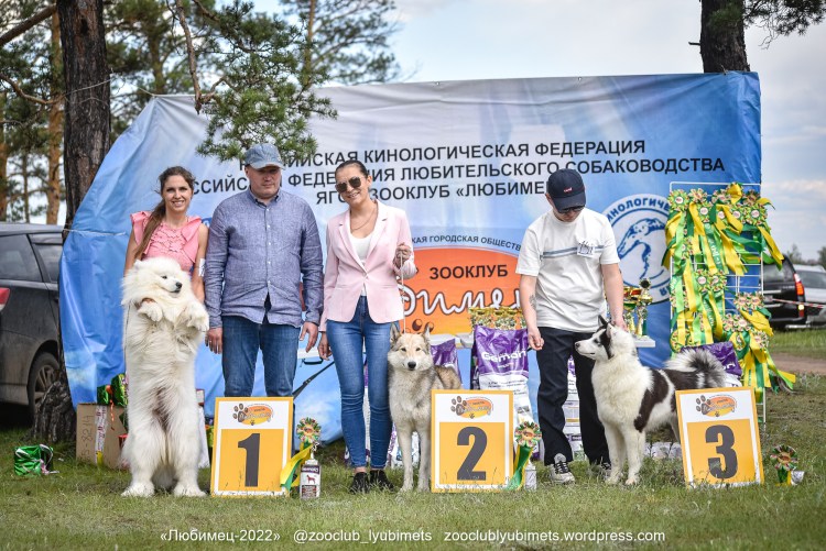 Якутская ездовая лайка